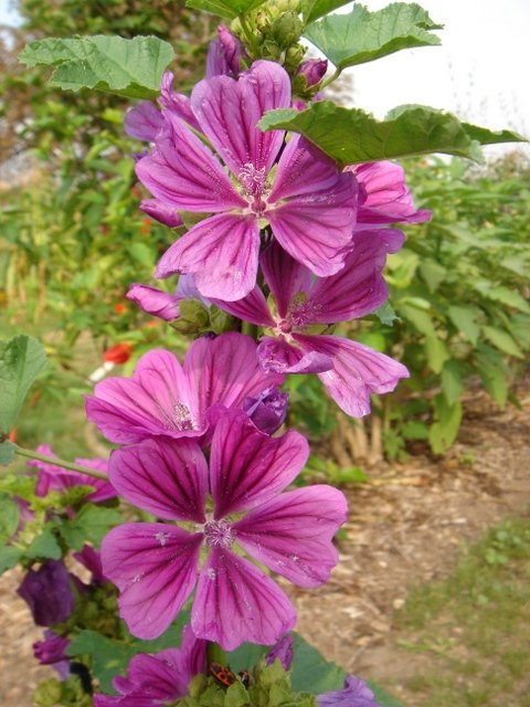 Malva sylvestris
